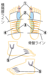 スリムアップをめざす！